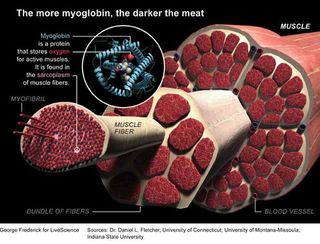 What S The Difference Between Dark And White Turkey Meat Live