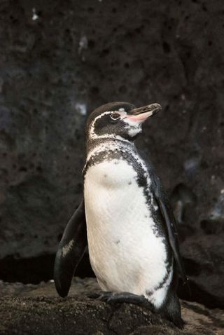 Galapagos penguin.