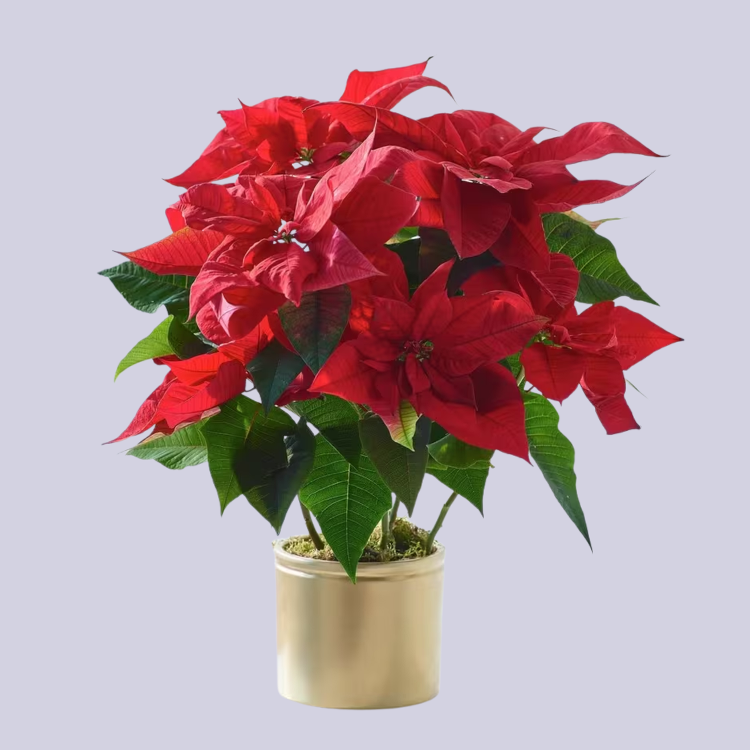 A poinsettia in a gold planter