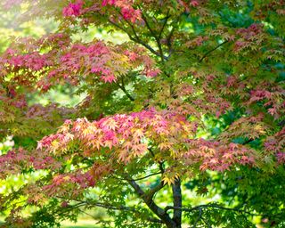 Japanese maple in sunshine
