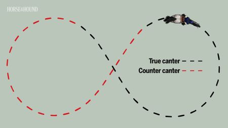 diagram showing figure of eight training exercise for horse