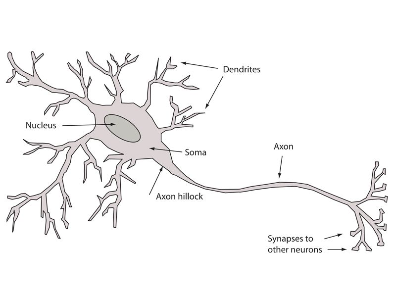 How artificial intelligence mimics the human brain TechRadar