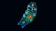Fluorescent staining shows a tardigrade's full stomach.