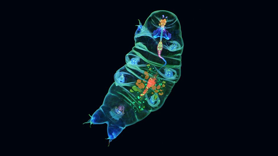 'Disco' tardigrade parties under microscope, wins international photo prize