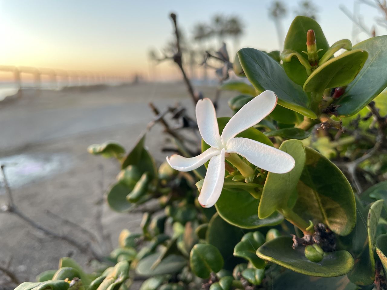 iPhone 12 Pro camera samples