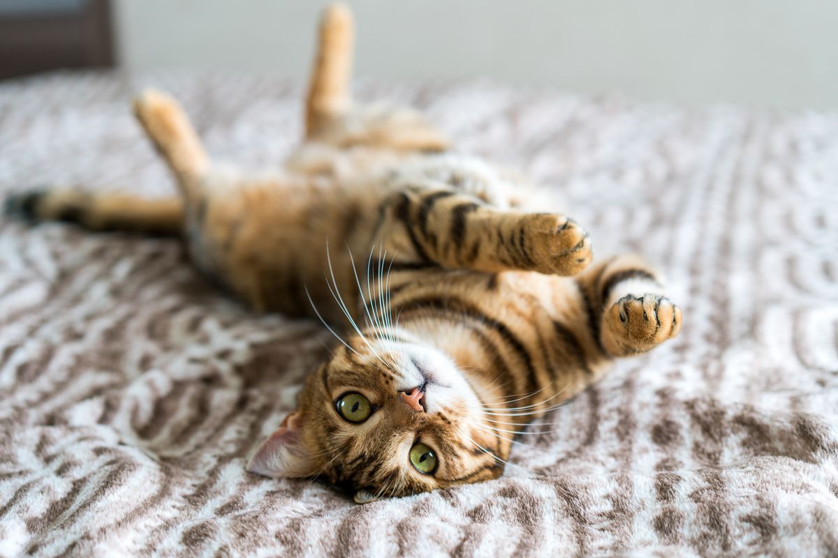 cat lying on bed