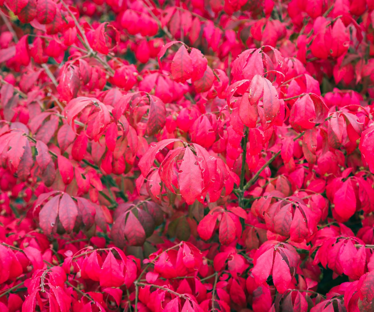 When to prune burning bush know the right time to trim