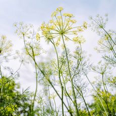 upward view of yellow and green blooming dill