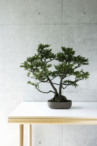 indoor plant ideas: bonsai in pot