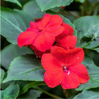 50 DWARF RED IMPATIENS Scarlet Walleriana