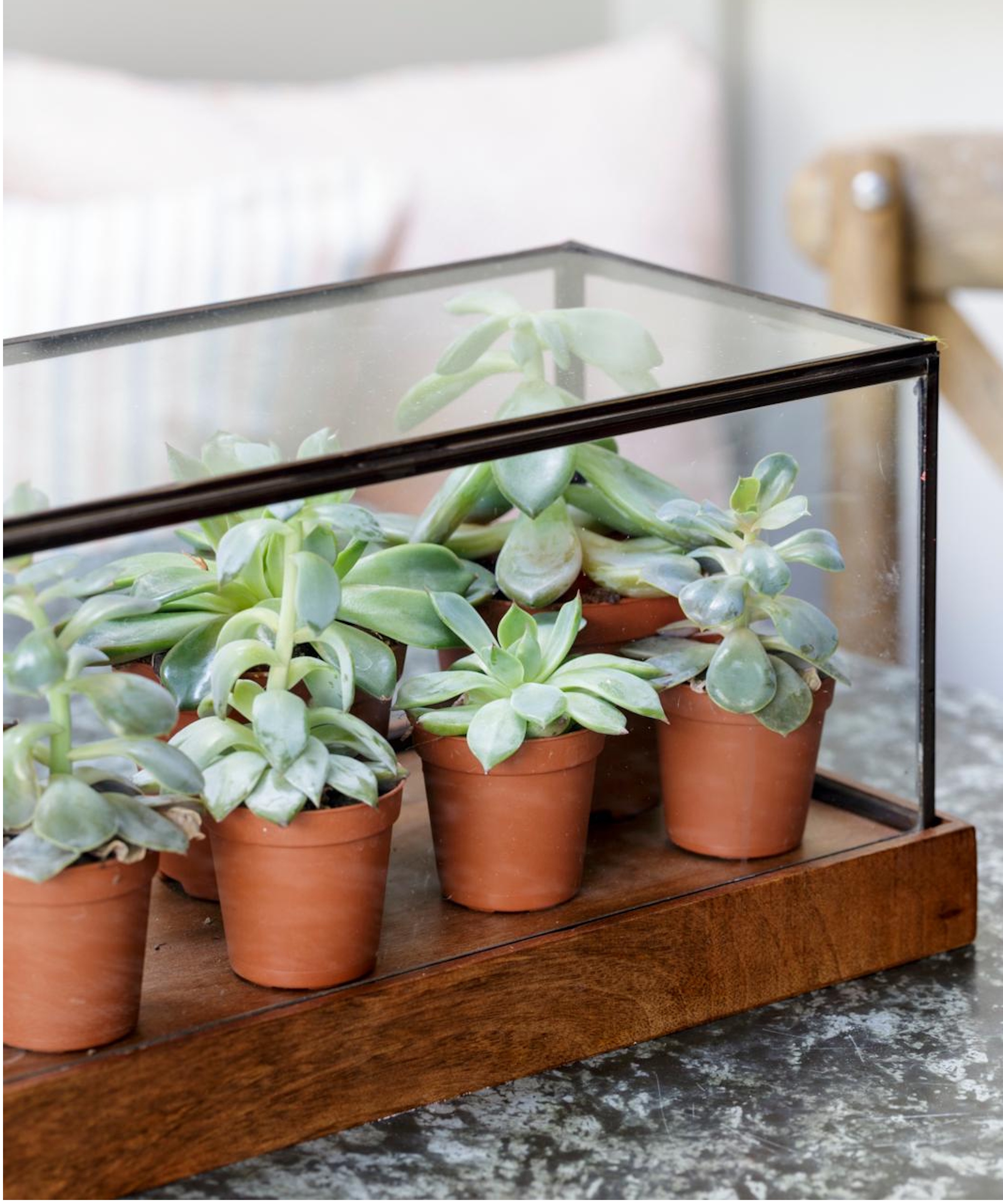 Succulents in terrarium