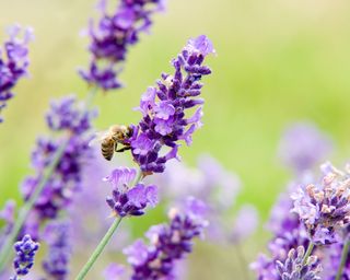 Honey Bee & Lavender (hidcote lavandula)