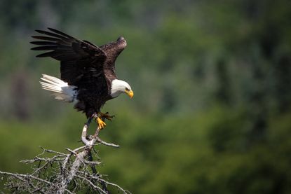 A bald eagle.