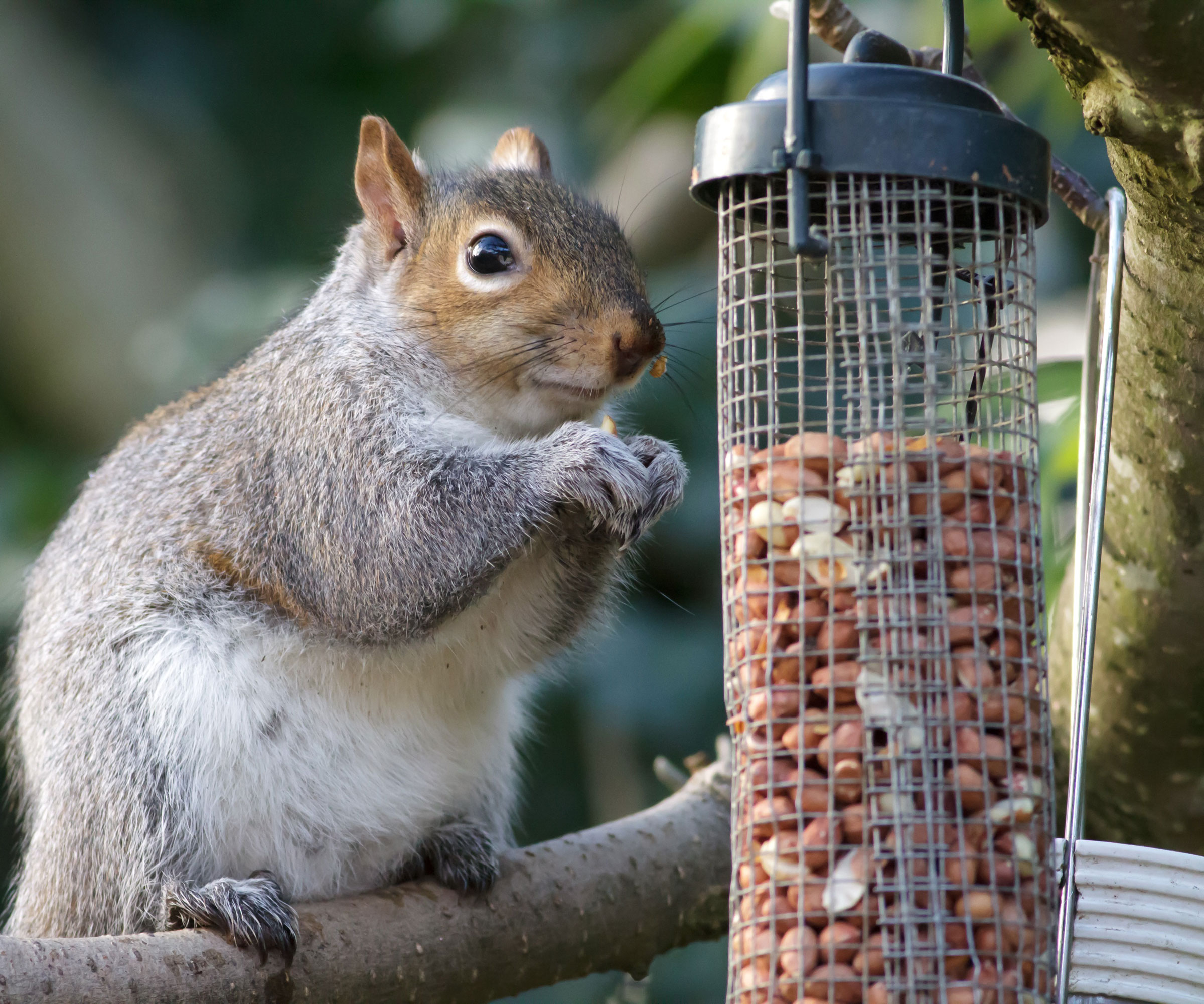 squirrel eating a nut from a bird feeder