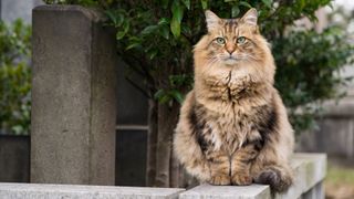 Siberian cat