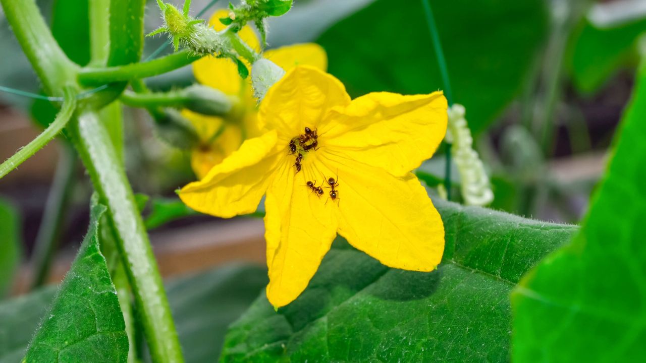 Ants taking over your raised beds? I asked the experts how to get rid of them quickly