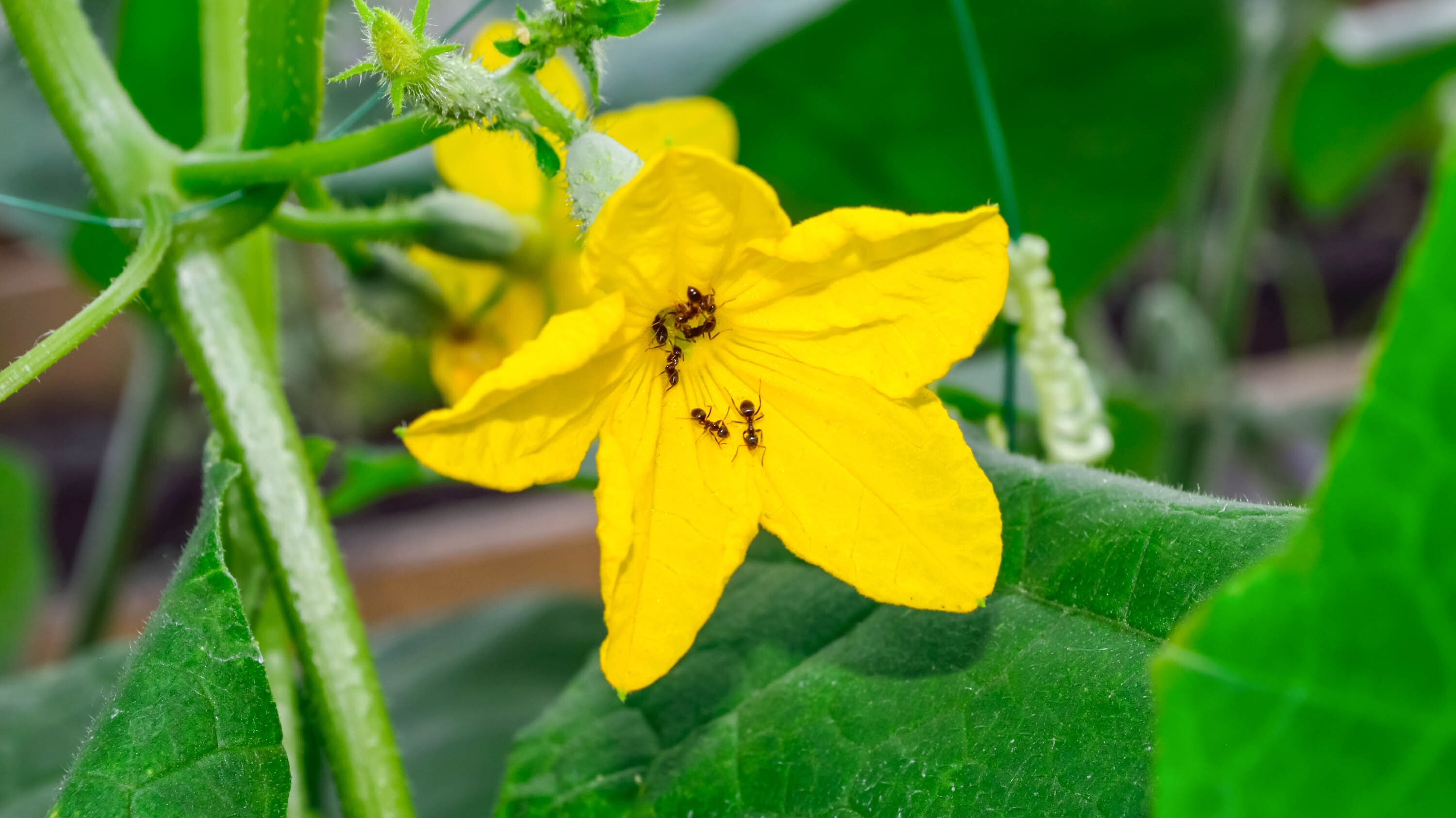 Ants on a cucumber flower
