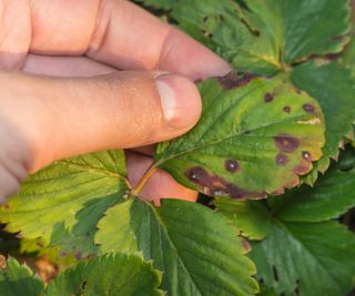 Signs of strawberry leaf black spot
