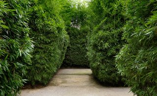 bamboo classic labyrinth