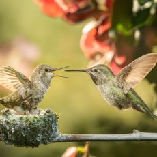 hummingbird parent feeding baby bird in nest