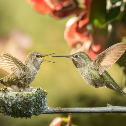 hummingbird parent feeding baby bird in nest