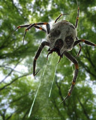 tobias kwan spider