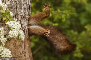 Entrant to Comedy Wildlife Awards 2024 competition