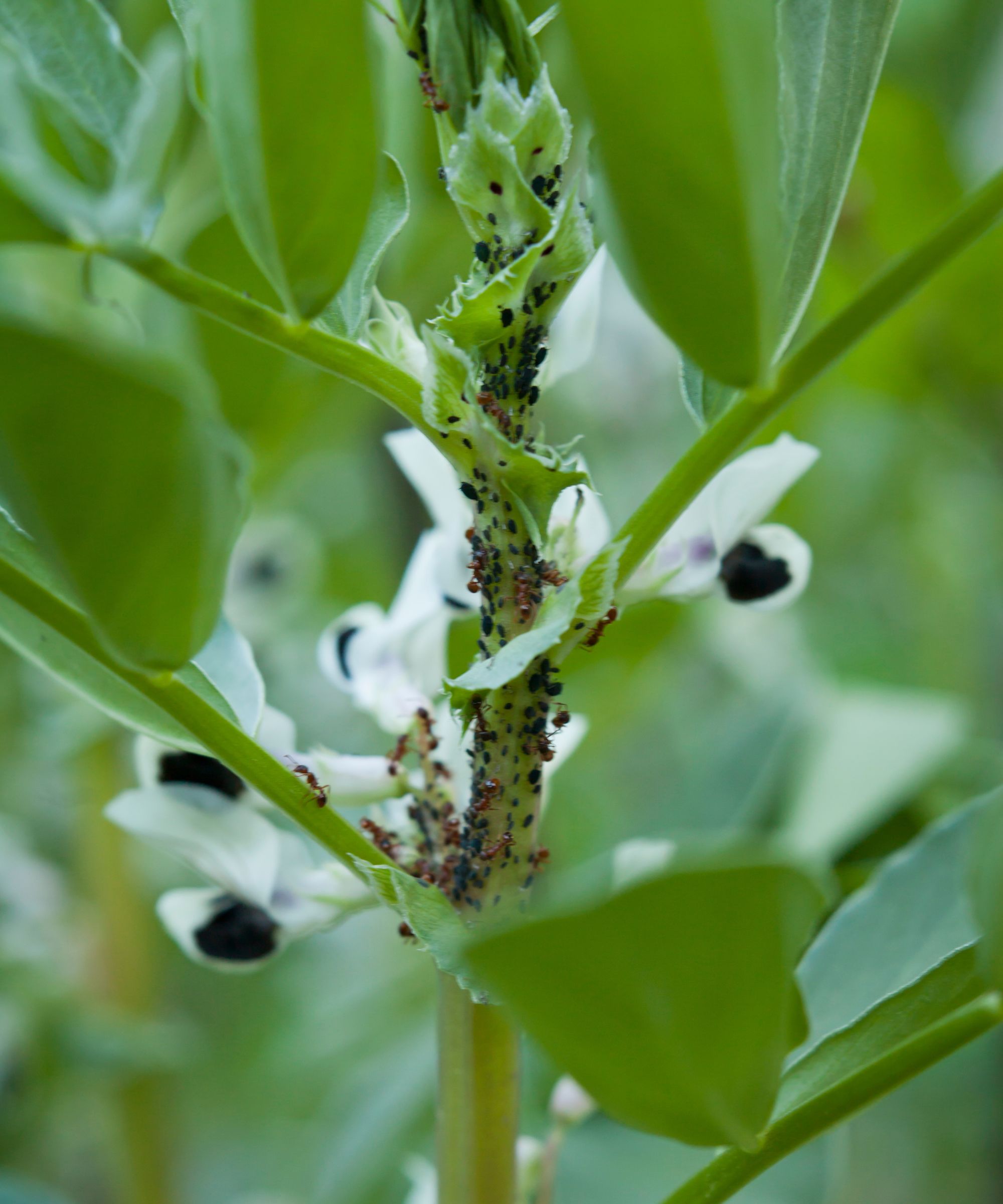 Blackflies on fava bean plant