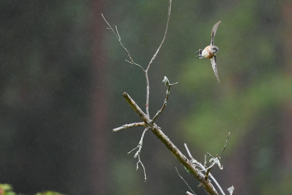 A small bird taking flight from a branch in a nature reserve