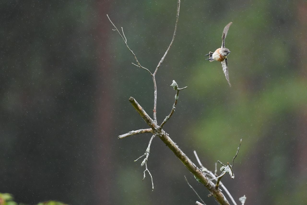 A small bird taking flight from a branch in a nature reserve