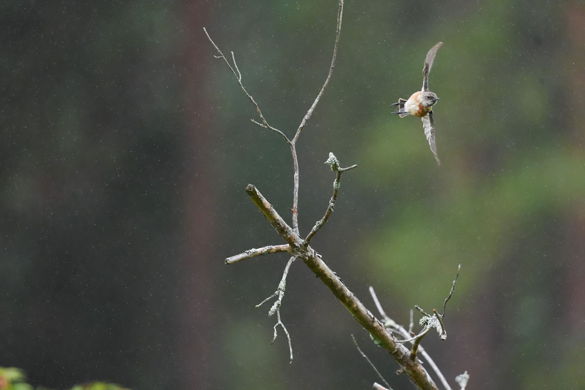 A small bird taking flight from a branch in a nature reserve