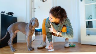 Woman clearing up after weimaraner puppy during potty training