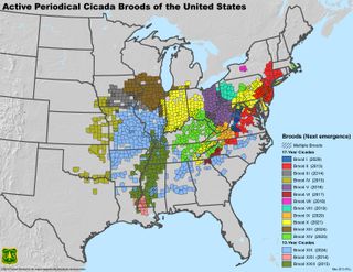 Active Periodical Cicada Broods of the United States mapped to specific locations and dated with next emergence.