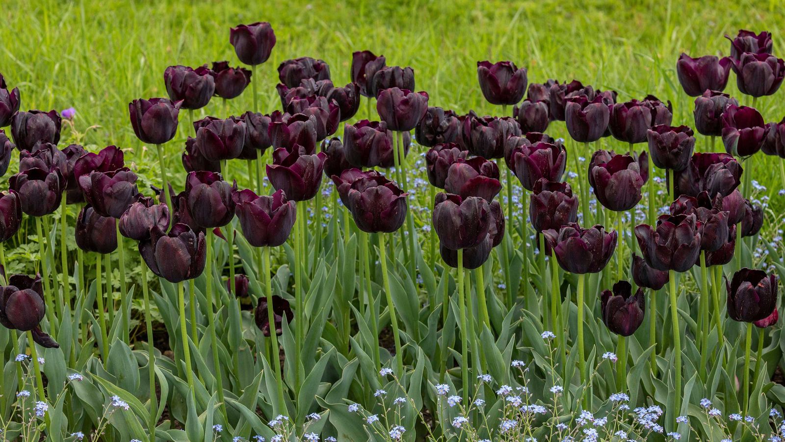 Best spring bulbs 14 choices for beautiful displays Gardeningetc