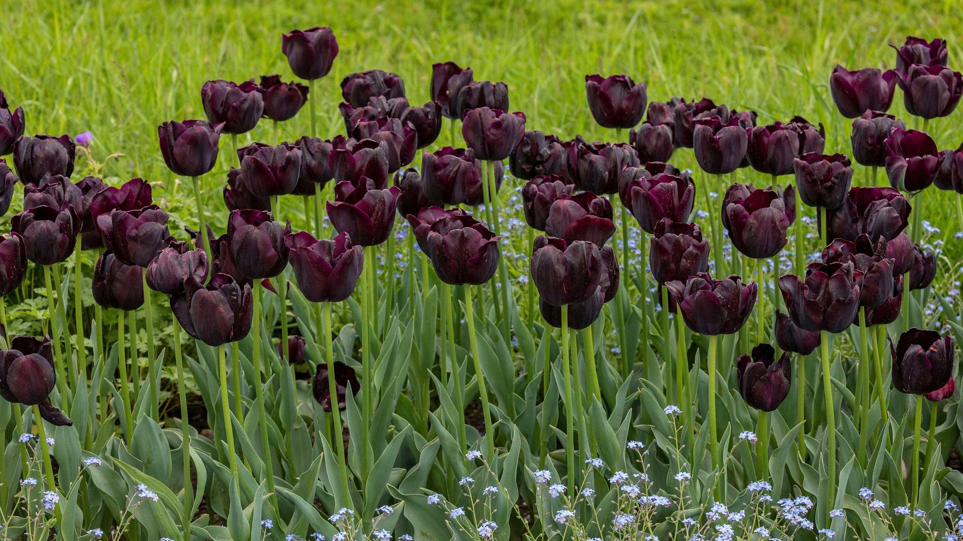 Best spring bulbs 14 choices for beautiful displays Gardeningetc