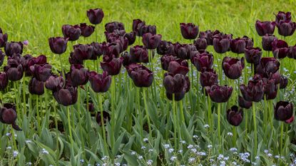 queen of the night tulips with forget me nots