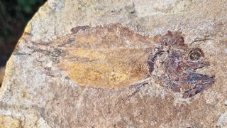 A detailed view of a the scales of a fossilized fish found at the site.