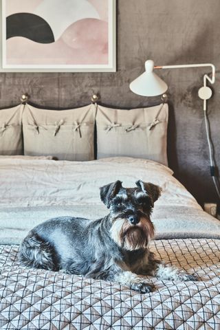 Dog on a bed in a log cabin new build