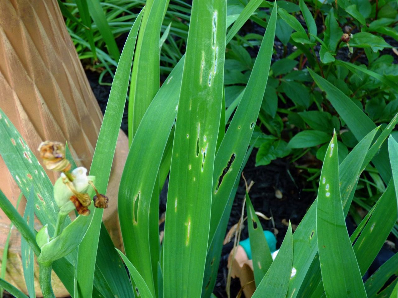 Iris Leaf Spot Disease