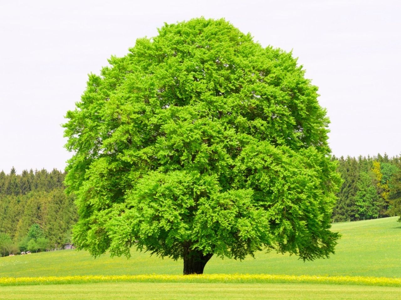 Beech Tree Planting - Types Of Beech Trees For The Landscape ...