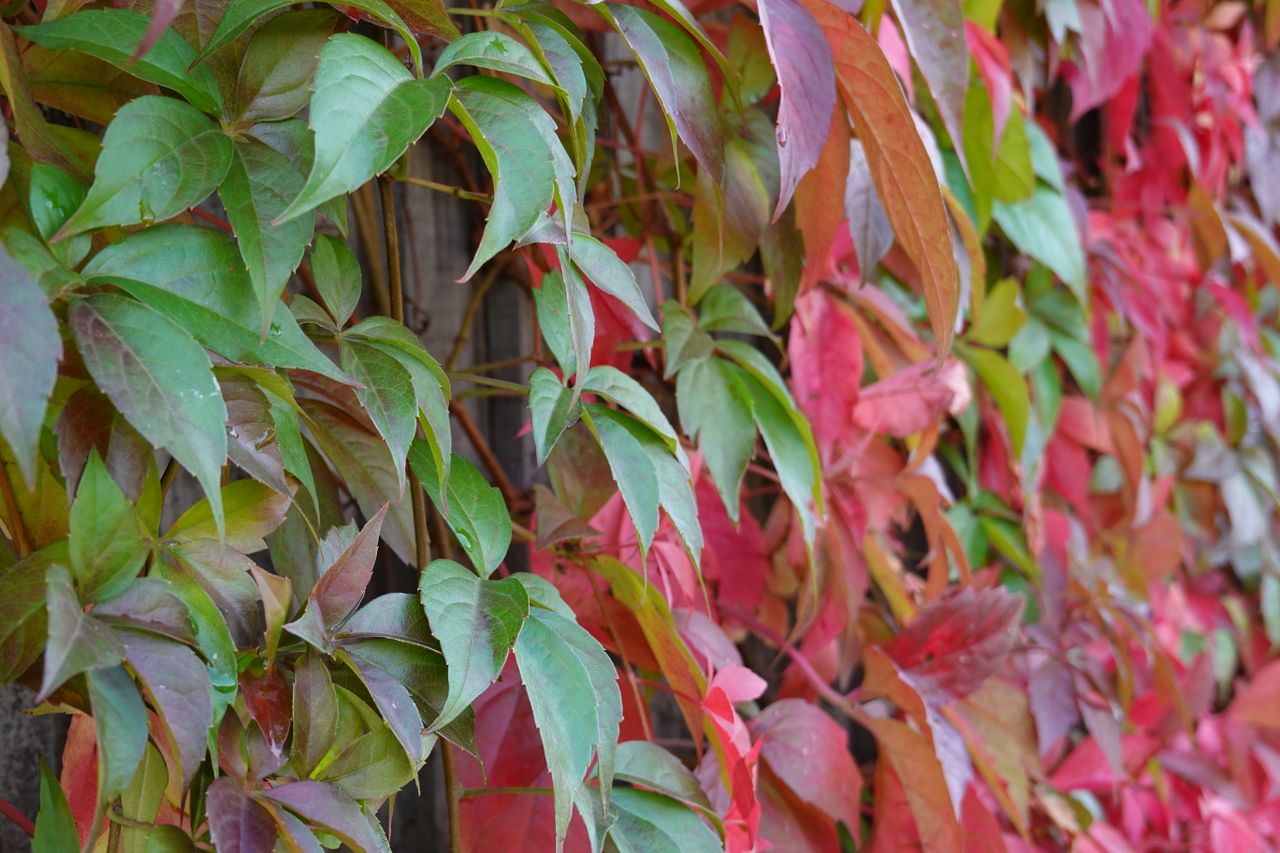 Sony RX100 VII sample image