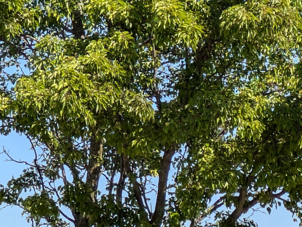 Google Pixel 8a zoom sample.