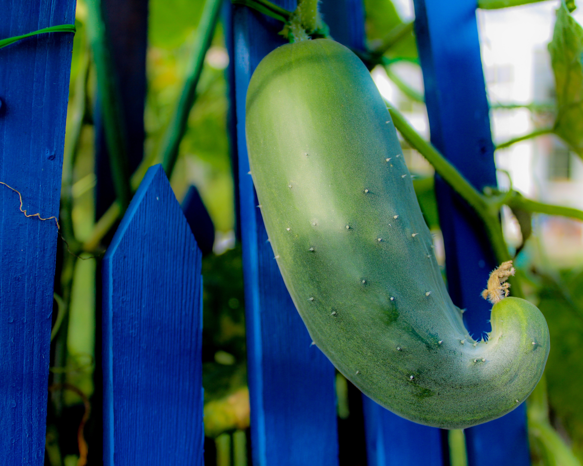 Deformed cucumber that curls around on the end