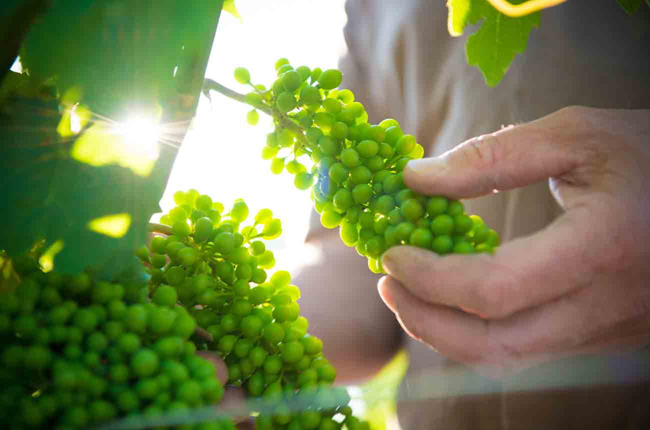 Grapes picked in Slovakian wine regions