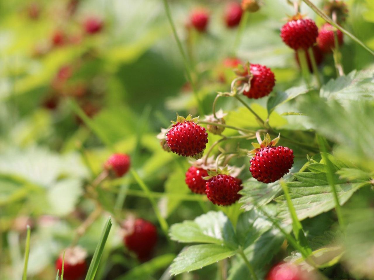 Strawberry Plant