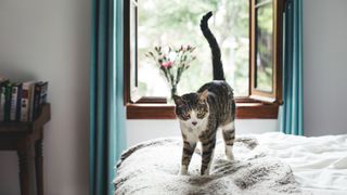 Cat standing on a bed in front of an open window, with its tail in the air