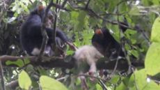 two infant chimps sit on a tree branch on either side of the body of an albino chimp
