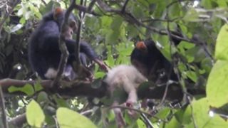 two infant chimps sit on a tree branch on either side of the body of an albino chimp