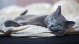 Russian Blue