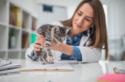 Vet handles a kitten on an examination table